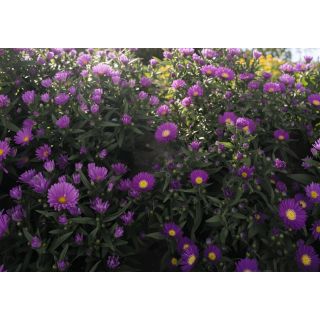 Compra ASTER TIARA ROYAL PURPLE (125 Plantas) en la tienda online Fito Agrícola