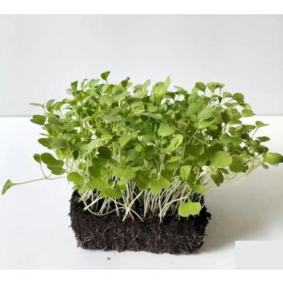 Compra RÚCULA MICROGREENS ECOLÓGICA (500 gr.). en la tienda online Fito Agrícola