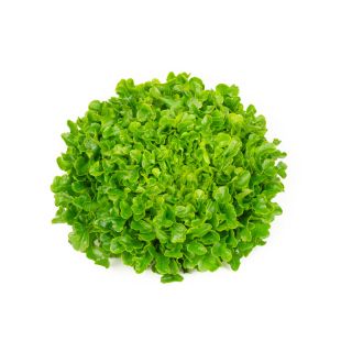 Compra LECHUGA VESPUCCI RZ Pildorada (5.000 Semillas). en la tienda online Fito Agrícola