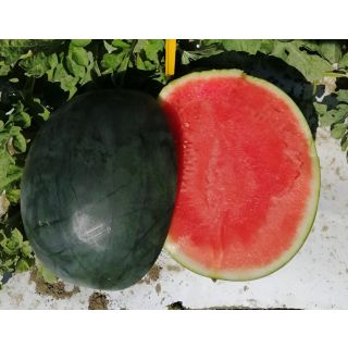 Compra SANDÍA UG 2241 F1 (1.000 Semillas) en la tienda online Fito Agrícola