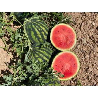 Compra SANDÍA MI20 F1 (1.000 Semillas) en la tienda online Fito Agrícola