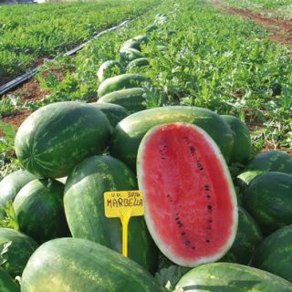 Compra SANDÍA MARBELLA F1 (1.000 Semillas) en la tienda online Fito Agrícola