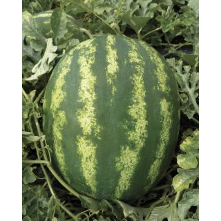 Compra SANDÍA CRISTINA F1 (500 Semillas). en la tienda online Fito Agrícola