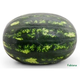 Compra SANDIA FABIANA F1 (1.000 Semillas) en la tienda online Fito Agrícola