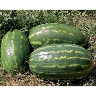 Compra SANDÍA ROSOLIO F1 (5.000 Semillas). en la tienda online Fito Agrícola