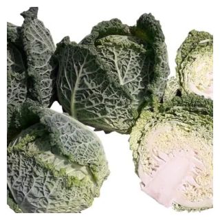 Compra COL VANGUARD F1 (10.000 Semillas) en la tienda online Fito Agrícola