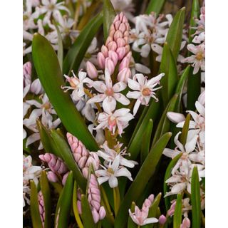 Compra SCILLA BIFOLIA ROSEA (100 Unid.). en la tienda online Fito Agrícola