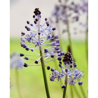 Compra SCILLA LITARDIEREI (100 Unid.). en la tienda online Fito Agrícola