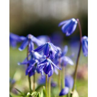 Compra SCILLA SIBERICA (100 Unid.). en la tienda online Fito Agrícola