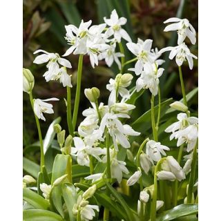 Compra SCILLA SIBERICA ALBA (100 Unid.). en la tienda online Fito Agrícola