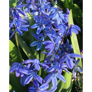 Compra SCILLA SIBERICA SPRING BEAUTY (100 Unid.). en la tienda online Fito Agrícola