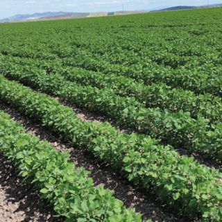 Compra QUINOA REGALONA Pildorada (10 Kgr.) en la tienda online Fito Agrícola