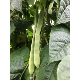 Compra JUDÍA SVB212GP (5.000 Semillas). en la tienda online Fito Agrícola