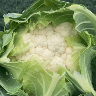 Compra COLIFLOR SUBASIO F1 (5.000 Semillas) en la tienda online Fito Agrícola