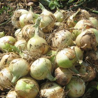 Compra CEBOLLA ROCIO F1 (250.000 Semillas). en la tienda online Fito Agrícola