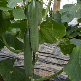 Compra PEPINO ESTELAR F1 (1.000 Semillas). en la tienda online Fito Agrícola