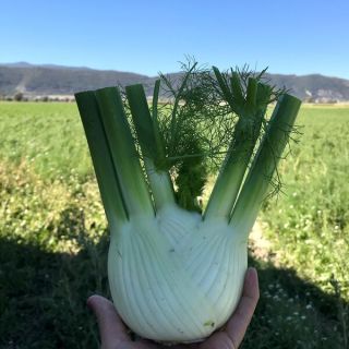 Compra HINOJO CARTESIO Peliculado (10.000 Semillas). en la tienda online Fito Agrícola