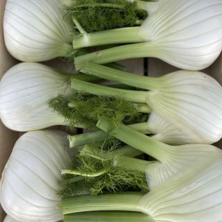 Compra HINOJO OTTAVIANO Peliculado (10.000 Semillas). en la tienda online Fito Agrícola