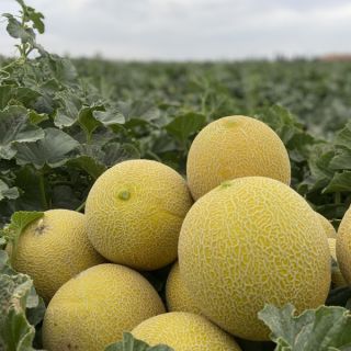 Compra MELÓN GALABER F1 (1.000 Semillas). en la tienda online Fito Agrícola