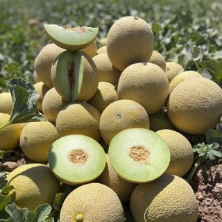 Compra MELÓN GALVES F1 (1.000 Semillas). en la tienda online Fito Agrícola