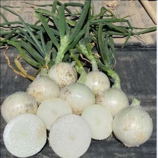 Compra CEBOLLA ALBA BLANCA F1 (100.000 Semillas). en la tienda online Fito Agrícola