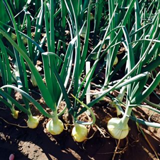 Compra CEBOLLA AUROSEM (100.000 Semillas) en la tienda online Fito Agrícola