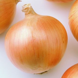 Compra CEBOLLA CABALLERO F1 (250.000 Semillas). en la tienda online Fito Agrícola