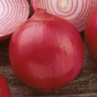 Compra CEBOLLA R 4593 F1 (250.000 Semillas). en la tienda online Fito Agrícola