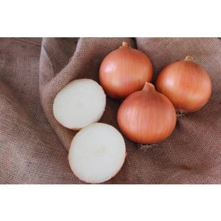 Compra CEBOLLA MINISTER F1 (250.000 Semillas). en la tienda online Fito Agrícola