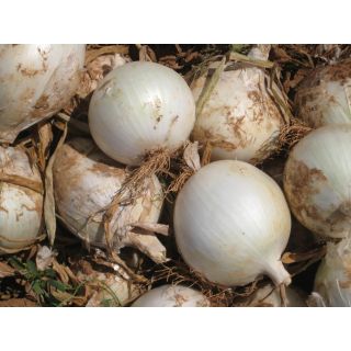 Compra CEBOLLA TACANA F1 (250.000 Semillas). en la tienda online Fito Agrícola