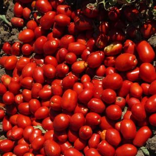 Compra TOMATE SVTM9000 F1 (100.000 Semillas). en la tienda online Fito Agrícola