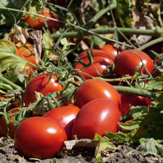 Compra TOMATE SVTM9013 F1 (100.000 Semillas). en la tienda online Fito Agrícola