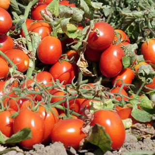 Compra TOMATE SVTM9018 F1 (100.000 Semillas). en la tienda online Fito Agrícola