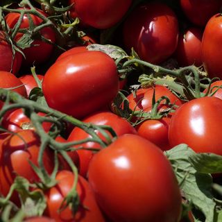 Compra TOMATE SVTM9019 F1 (25.000 Semillas). en la tienda online Fito Agrícola