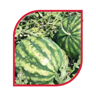 Compra SANDÍA CRIMSON SWEET (1000 Semillas). en la tienda online Fito Agrícola