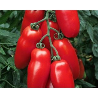 Compra TOMATE SIR GALVAN Vilsem (1.000 Semillas) en la tienda online Fito Agrícola