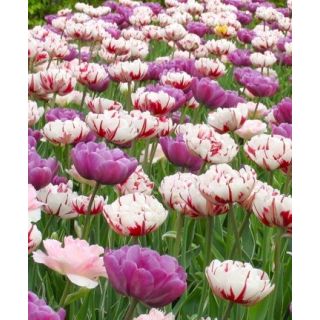 Compra SPRING PEONIES (100 Unid.). en la tienda online Fito Agrícola