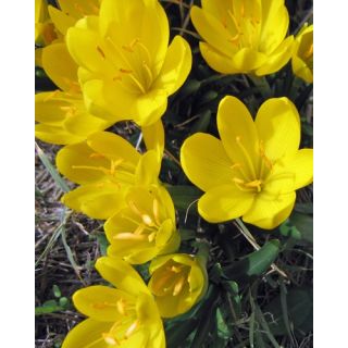 Compra STERNBERGIA LUTEA (50 Unid.). en la tienda online Fito Agrícola