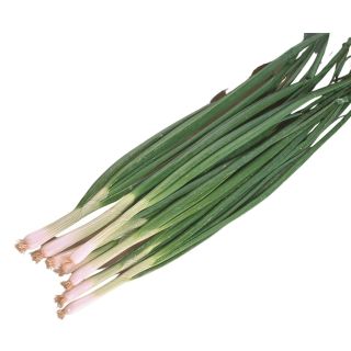 Compra CEBOLLA SUMMER ISLAND F1 Sin Tratar (1.000.000 Semillas) en la tienda online Fito Agrícola