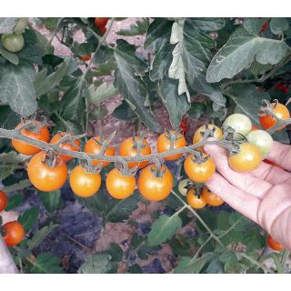 Compra TOMATE SUNGOLD F1 (1.000 Semillas) en la tienda online Fito Agrícola