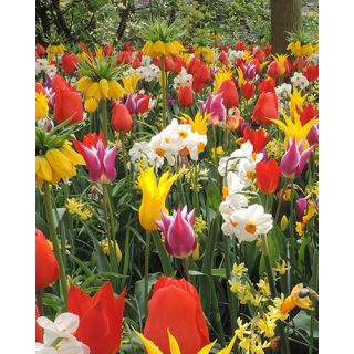 Compra SUNSHINE (100 Unid.). en la tienda online Fito Agrícola