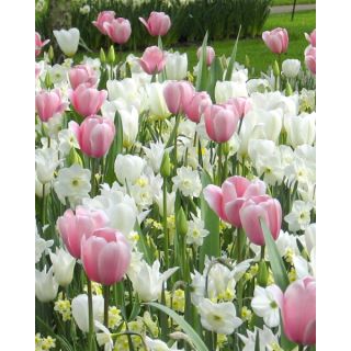 Compra SWEET DREAMS (100 Unid.). en la tienda online Fito Agrícola