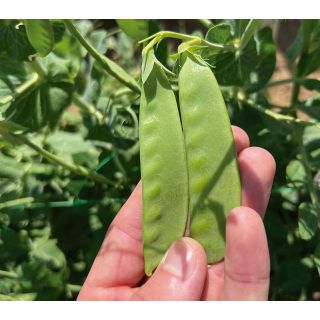 Compra GUISANTE SWEET HORIZON (5 Kgr.) en la tienda online Fito Agrícola