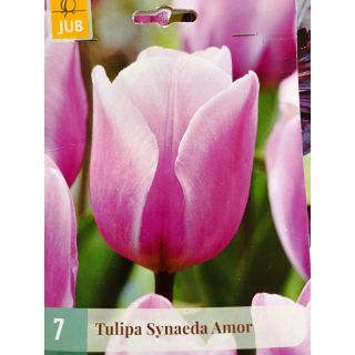 Compra TULIPÁN SYNAEDA AMOR en la tienda online Fito Agrícola