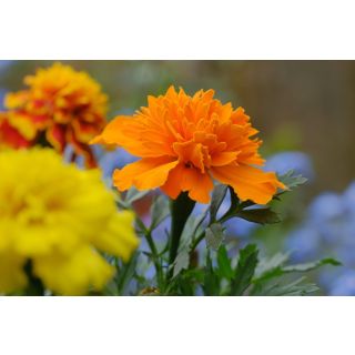 Compra TAGETE PATULA BONITA MIX - Comestible (50 gr.). en la tienda online Fito Agrícola