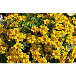 Compra TAGETE TENUIFOLIA LEMON GEM - Comestible (50 gr.). en la tienda online Fito Agrícola