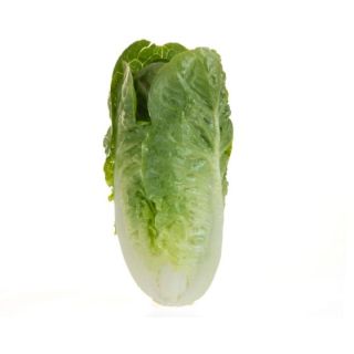 Compra LECHUGA TARANTELA Píldora Sphera (25.000 Semillas) en la tienda online Fito Agrícola