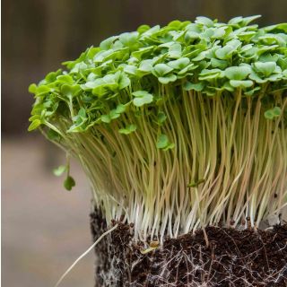 Compra TATSOI MICROGREENS (5 Kgr.). en la tienda online Fito Agrícola