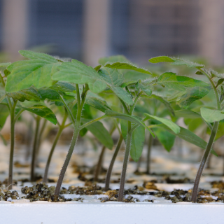 Compra TOMATE ARNOLD F-1 (1.000 Semillas) en la tienda online Fito Agrícola