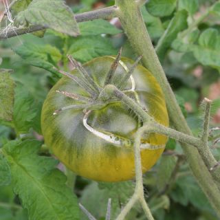 Compra TOMATE AUNT RUBYS GERMAN GREEN AB (50 Semillas). en la tienda online Fito Agrícola